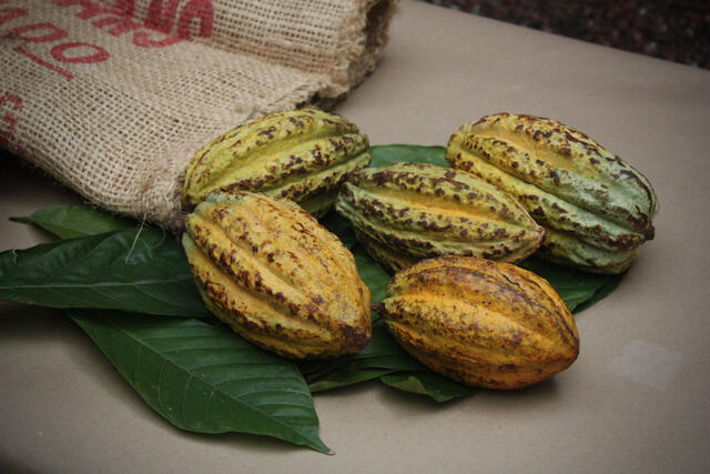 Cacao, hojas, costal